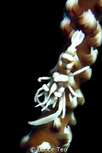 Whip coral Shrimp by Lance Teo 